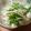 ねこはがき's cooksnap of when they made 水菜とベーコンのサラダ.