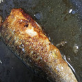 りょんたろ's cooksnap of when they made さばのしょうが酢焼き.