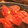 くりりん0512's cooksnap of when they made 簡単&美味しい！トマトの浅漬け.