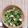 ミィちゃん♡'s cooksnap of when they made ほうれん草のツナマヨ和え♡.