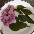 なりのり１３'s cooksnap of when they made 桜の塩漬け.