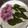 なりのり１３'s cooksnap of when they made 桜の塩漬け.