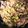 Twinsmomy's cooksnap of when they made 玉ねぎとキャベツと豚小間炒め.