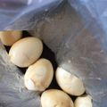 クック8MPXND☆'s cooksnap of when they made 茹でたまご☆麺つゆ浸け.