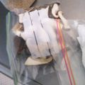 choco831's cooksnap of when they made フリーザーバッグで保存 冷凍きのこ♪.