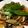☆せきじゅん☆'s cooksnap of when they made 大根とぶりの甘酢あんかけ（腎臓病食）.