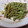amadokoro's cooksnap of when they made たらの芽のゴマ和え2.