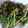 クック03WOWF☆'s cooksnap of when they made サクサク！たらの芽の唐揚げ.