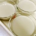 Miyuki（深雪）'s cooksnap of when they made 抹茶牛乳プリン♡材料4つだけ.