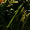 こびぃ。's cooksnap of when they made 簡単：レンジ１分：豆苗の酢醤油胡麻和え.