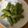 xyzクック's cooksnap of when they made グルラボでの枝豆のゆで方.