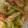 クックOZNDBG☆'s cooksnap of when they made カブまるごと♪めんつゆでかつお節和え.