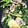 クック1ZMHJF☆'s cooksnap of when they made つぼみ菜と豚肉のオイスターソース炒め.