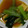 ヨシヨッシー's cooksnap of when they made 小松菜と油揚げの煮浸し.