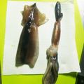 Yuuya_mama's cooksnap of when they made 【イカのさばき方】イカリング、イカ刺、肝.