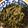 kari10's cooksnap of when they made わらびとツナの和えもの・あく抜き不要♪.