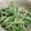 クック7FNN0F☆'s cooksnap of when they made コゴミの胡麻和えとおひたし.