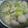 ｍａｍａＣｈｉｐ's cooksnap of when they made 里芋のねぎあんかけ.