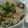 ☆shizu's cooksnap of when they made サバの炊き込みご飯♪.