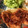 ぷりあらもーど's cooksnap of when they made まぜて絡めるだけ～てりてり豚肉生姜焼き♪.