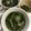 クック甘党。's cooksnap of when they made 絶品！三つ葉とわかめのスープ.