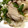 pokezip's cooksnap of when they made アジアの定番鶏飯　タイ風カオマンガイ.