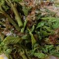 まあみママ's cooksnap of when they made タラの芽のおひたし.