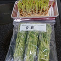 おひさま太陽's cooksnap of when they made 豆苗の冷凍保存の方法.