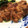 Fionarao's cooksnap of when they made 豚のしょうが焼き.