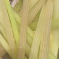 友莉子's cooksnap of when they made ふきの下処理（アク抜き）.