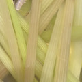 友莉子's cooksnap of when they made ふきの下処理（アク抜き）.