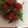 ma___111's cooksnap of when they made 簡単！夏にぴったり！トマトの梅しそ和え.