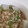 tamago大好き's cooksnap of when they made 大根の炊いたん豚入りとろみ付き.