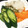 ⊿ぐりった's cooksnap of when they made 白だしで簡単浅漬け☆さっぱり野菜のお漬物.
