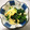 ひーちゃん食堂's cooksnap of when they made 春の彩り〜ほうれん草とたまごの菜種和え♪.