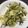 anemonenan's cooksnap of when they made キャベツの塩昆布和え.