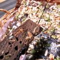 ミルクケーキ2's cooksnap of when they made 糖質制限☆しっとり激美味プロテインバー３.