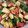 ♡αкιяα♡'s cooksnap of when they made たらこときゅうりの♪小さなおかず.