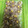 クックL5ZO2G☆'s cooksnap of when they made ルクエでお手軽☆シウマイ♪.