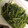 chamamaz's cooksnap of when they made ぼんな（ヨブスマソウ）のおかか和え.