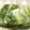 みみ母's cooksnap of when they made 葉物野菜の冷凍保存。一人暮らしの自炊に。.