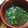 クック美月's cooksnap of when they made とろろ昆布の即席お吸い物.