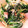 クック42234C☆'s cooksnap of when they made キャベツとほうれん草のからしマヨ炒め。.