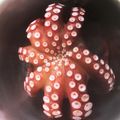 HHaiNN's cooksnap of when they made 生タコの茹で方 楽々！下処理.