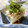 solapapa's cooksnap of when they made たっぷりしらすとシソネギ冷奴.