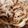 青眼鏡。's cooksnap of when they made パパ渾身の生姜焼き.