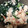 クックQULPYE☆'s cooksnap of when they made ほうれん草の白和え.