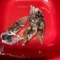 まぁ519's cooksnap of when they made 新食感？ホタルイカの酒浸し.