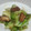 サーフブレイド's cooksnap of when they made キャベツと厚揚げのオイスターソース炒め.