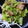 クック08XD8K☆'s cooksnap of when they made 豚こまとキャベツのオイスターソース炒め.